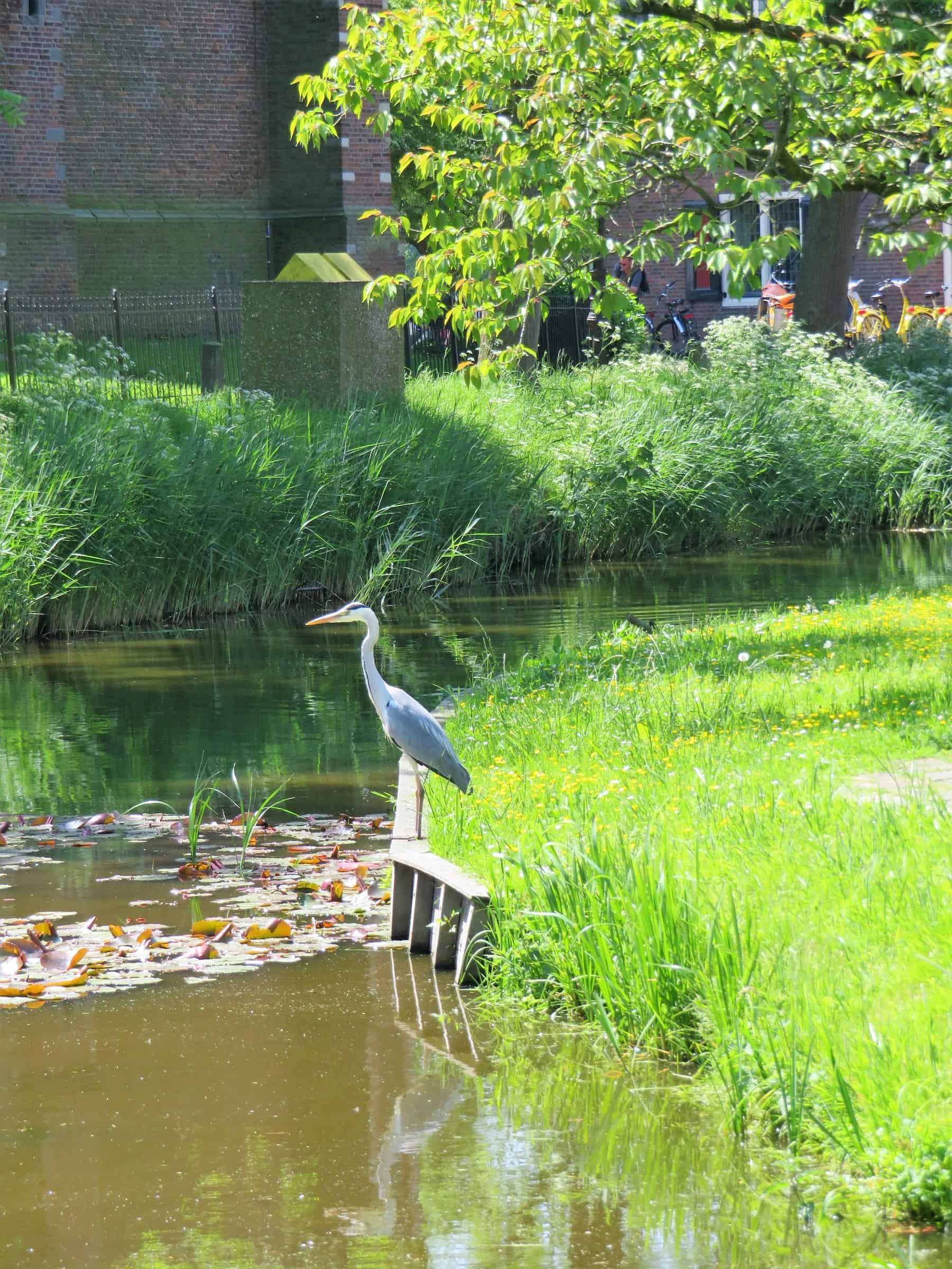 Amsterdam Countryside Bird