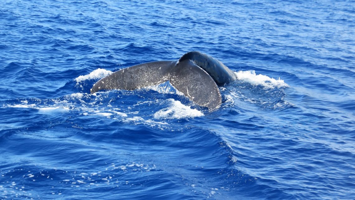 Maui Humpback whale Watching