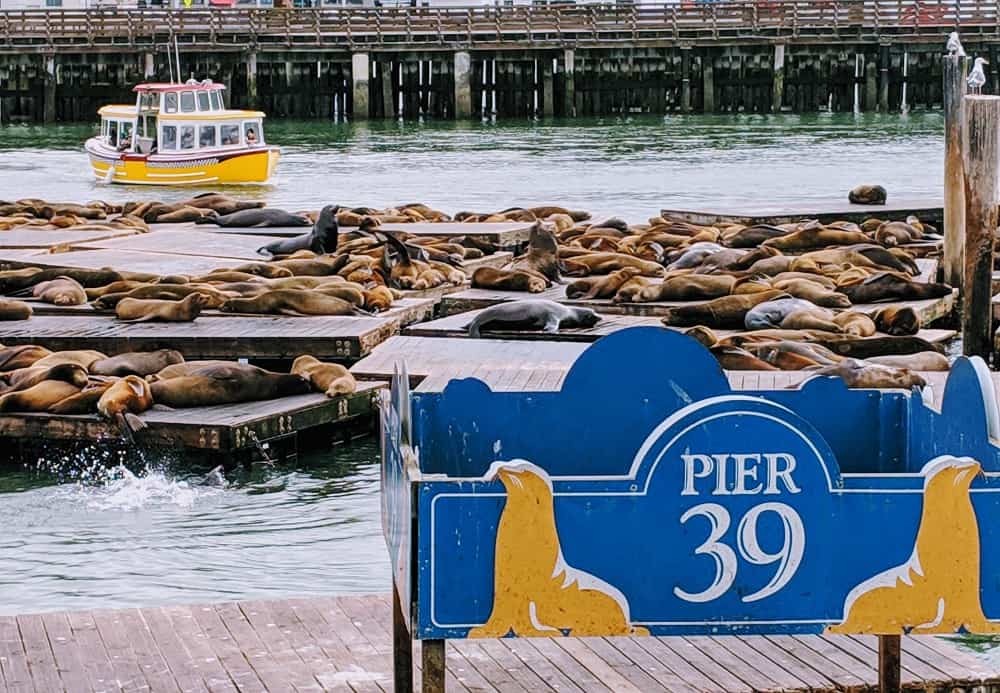 Pier 39 Dock K Sea Lions San Francisco