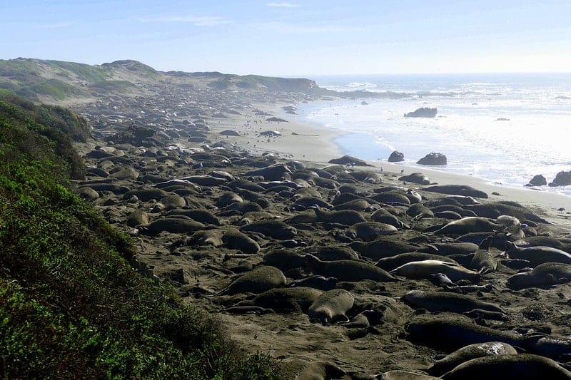 the sprawling Piedras Blancas Elephant Seal Rookery on the sandy shores of california's Piedras Blancas State Marine Reserve with thousands of elephant seals
