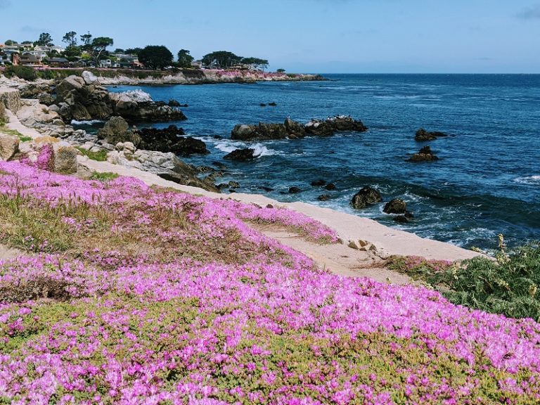 Vegan Guide to Monterey, Pacific Grove, & CarmelbytheSea 2024