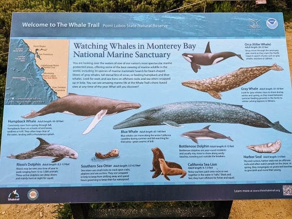 Point Lobos Whales