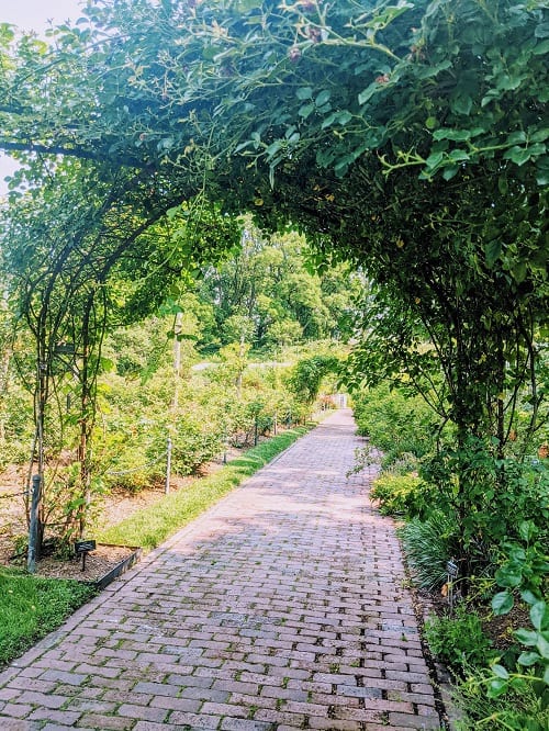 brooklyn botanic garden rose garden