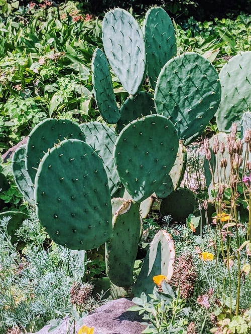 cactus brooklyn botanic garden