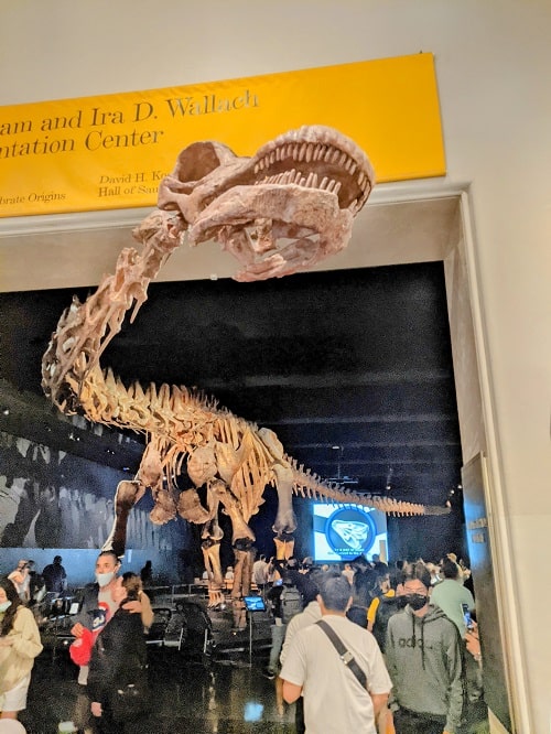 Dinosaur American Museum of Natural History New York City