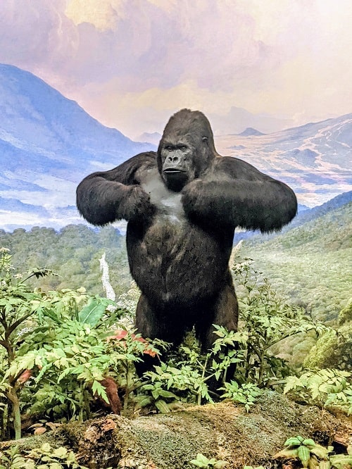 Gorilla American Museum of Natural History New York City