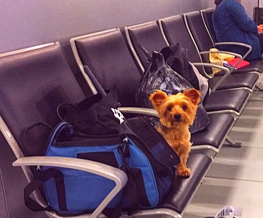Flying with a dog at the airport Wet Nose Escapades