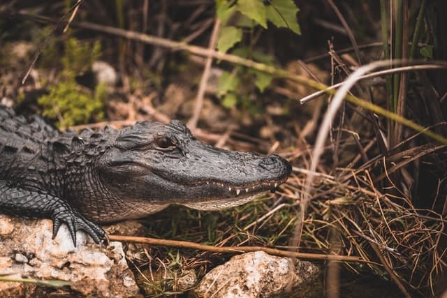 Florida Everglades crocodile