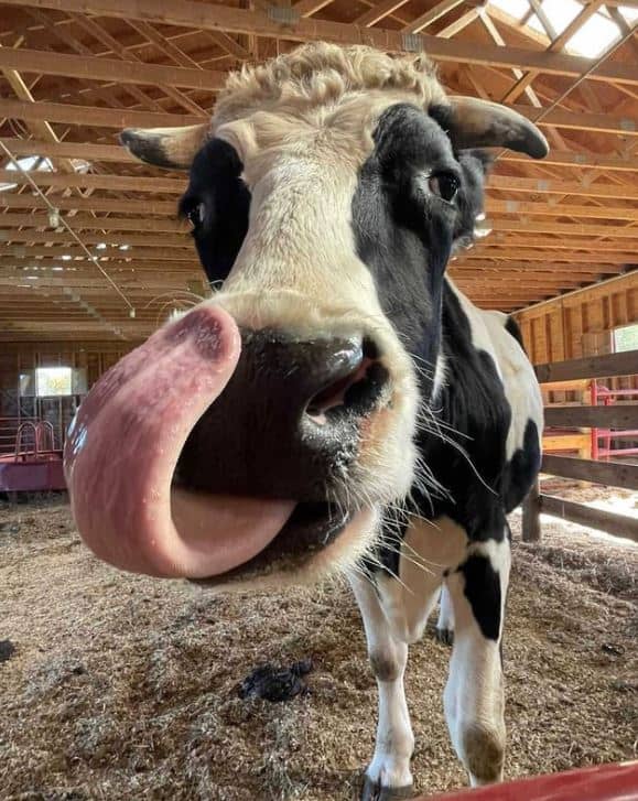 Cow at Gray Barn Animal Sancturay