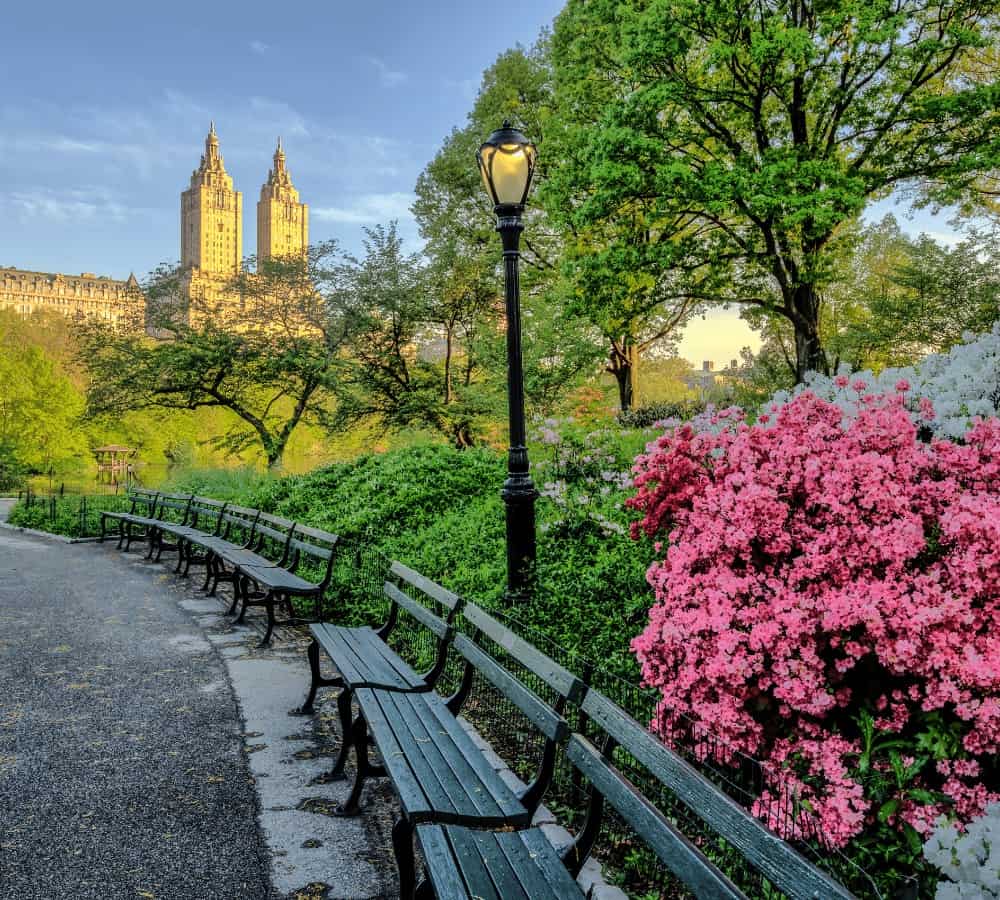 new york city central park in the summer with bright prink blooming azaleas behind a park bench and the city in the background
