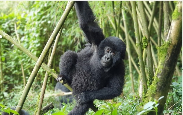 Baby gorilla swinging in a tree in Rwanda sanctuary Wolrd Vegan Travel