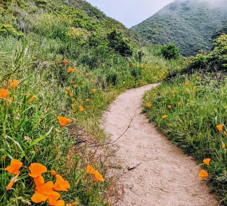 8 Gorgeous Big Sur Hiking Trails You Must Explore