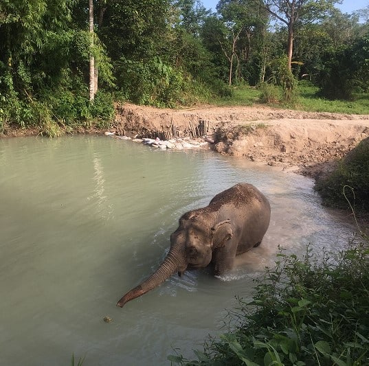 Rescued Elephant at Phuket Elephant Sanctuary Bathing in Water for the First Time World Vegan Travel