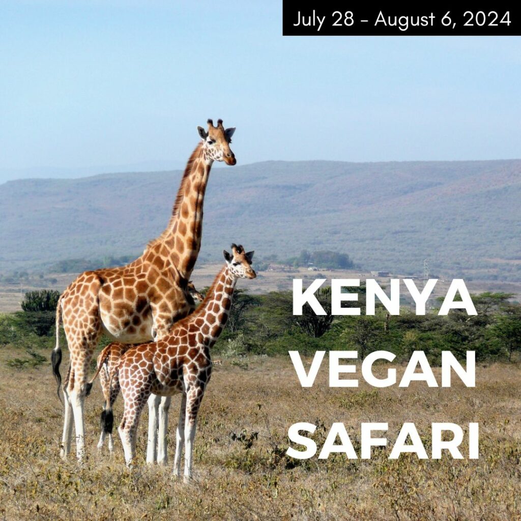 a giraffe standing with its baby in africa on a promotion for a vegan tour