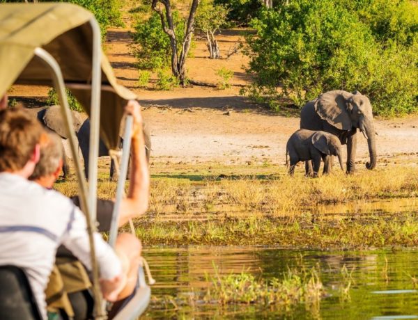 Watching elephants on an African Safari World Vegan Travel