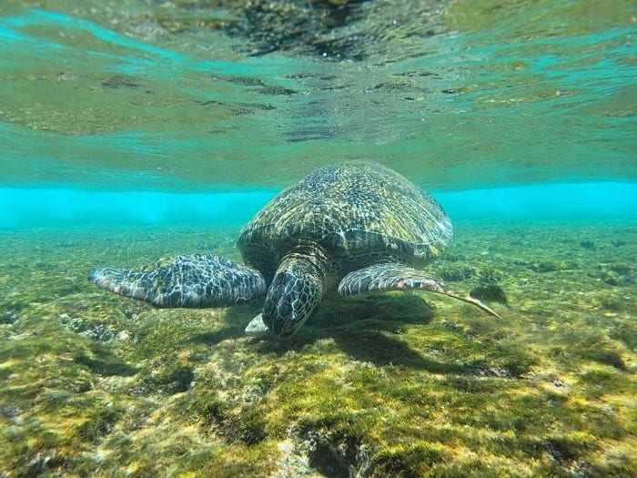 beautiful large green turtle swimming underwater captured on a diving trip