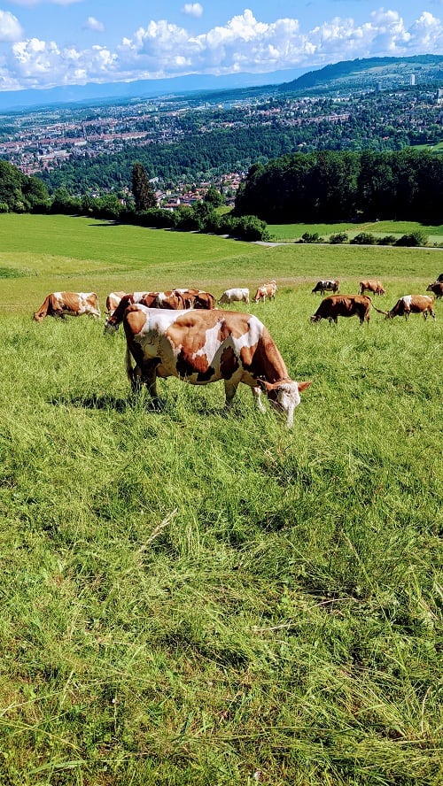 cows munching on grass in a green field on gurten in bern