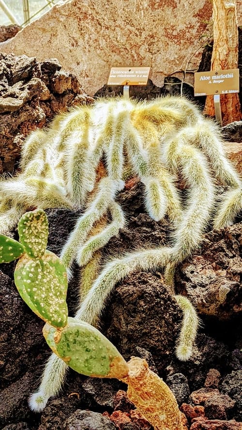 furry cactus with spider like legs on a dark rock in the geneva botanical gardens