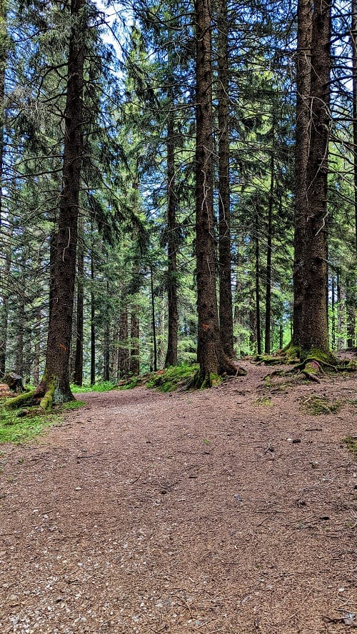 shady pine tree hiking trail on mount pilatus