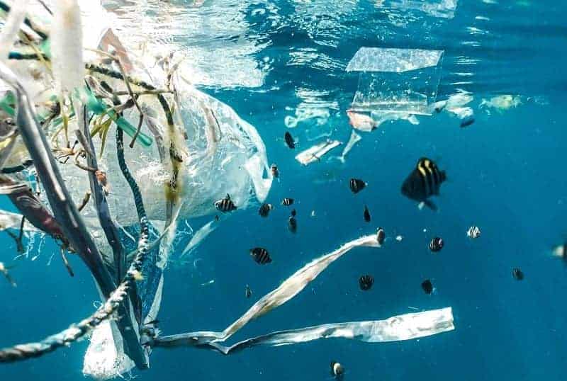 a clump of plastic garbage floating in the ocean amongst fish
