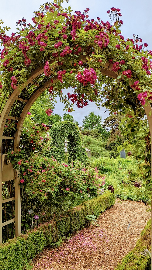 archway covered in pink rose vines at bern's rosegarten 