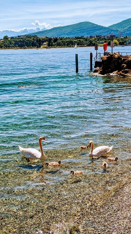 two adult white swans swimming with their six babies in lake geneva on a bright day with mountains in the background