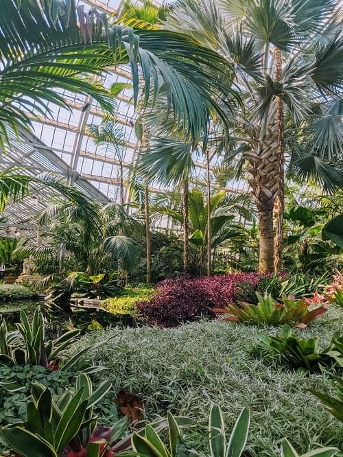 garfield park indoor conservatory with palm trees and other greenery in chicago