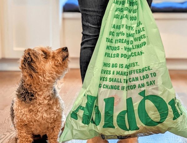 small brown and black curly haired dog who is looking up at a person holding a holdon compostable trash bag in a modern kitchen