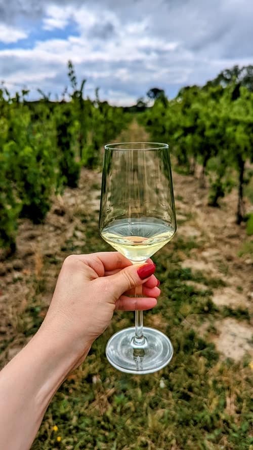 glass of white wine held in the middle of a vineyard in the finger lakes on a bright and sunny day