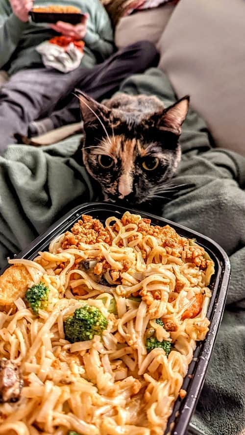 shin thai vegan peanut curry bowl with a tortishell cat in the background sniffing 