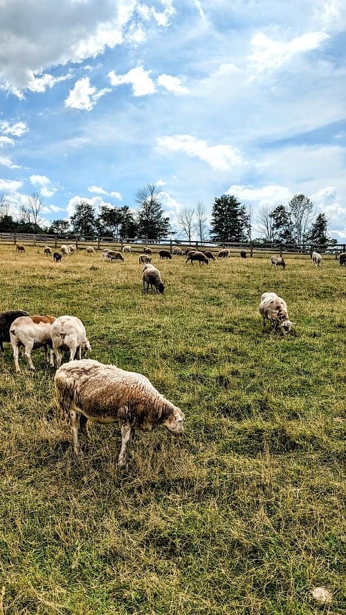 field of sheep on a sunny day at farm sanctuary in watkins glen finger lakes