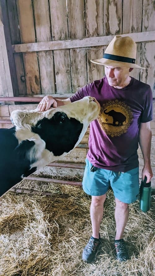 matt sawicki petting a young black and white cow at farm sanctuary in watkins glen finger lakes