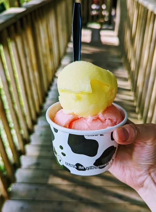 vegan lemon and watermelon sorvet in a cow print cup at moomers in traverse city