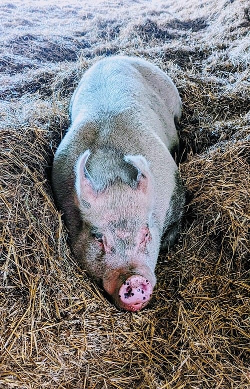 big pink pig in a pile of straw at farm sanctuary in watkins glen finger lakes