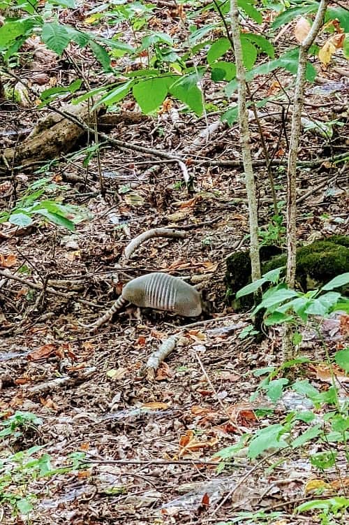 armadillo digging through the dirt and leaves in radnor state park