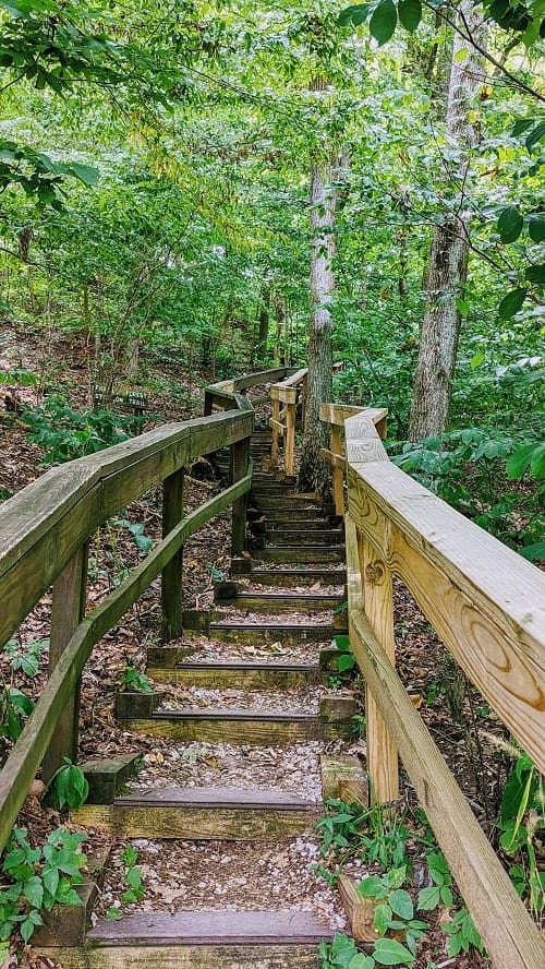 steep wooden staircase trail in radnor state park that leads into the woods