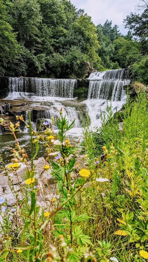 seneca mill and falls with yellow flowers in the foreground in the finger lakes