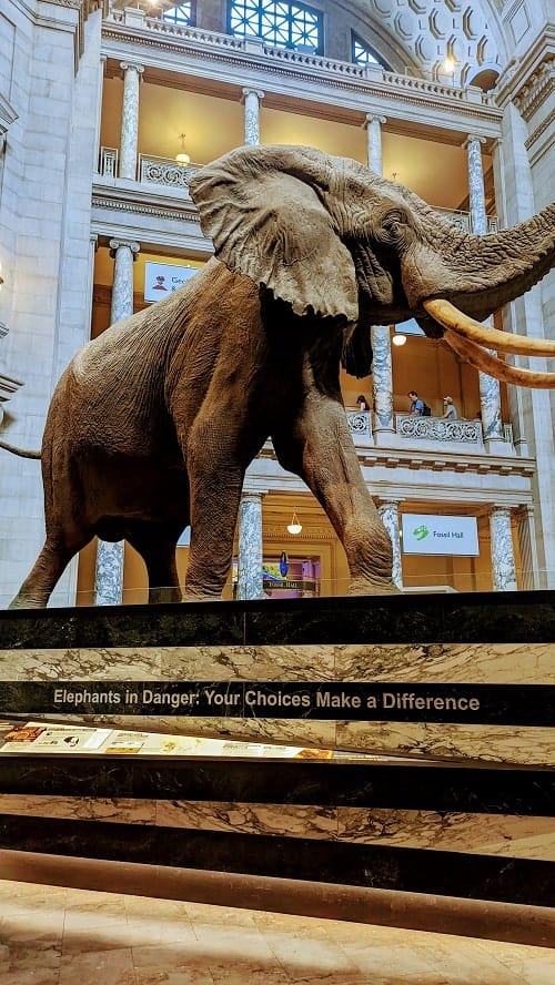 giant elephant inside the smithsonian museum of natural history