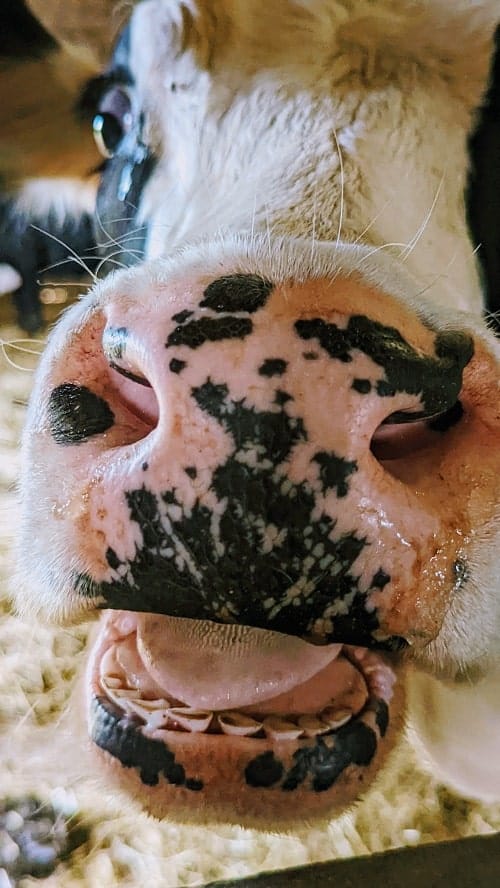 upclose shot of a young black and white cow at farm sanctuary in watkins glen finger lakes