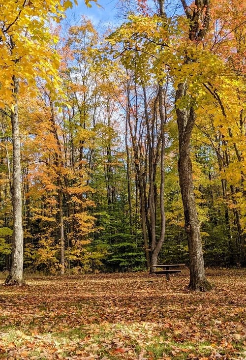 thin forest of trees in yellow and orange in the fall