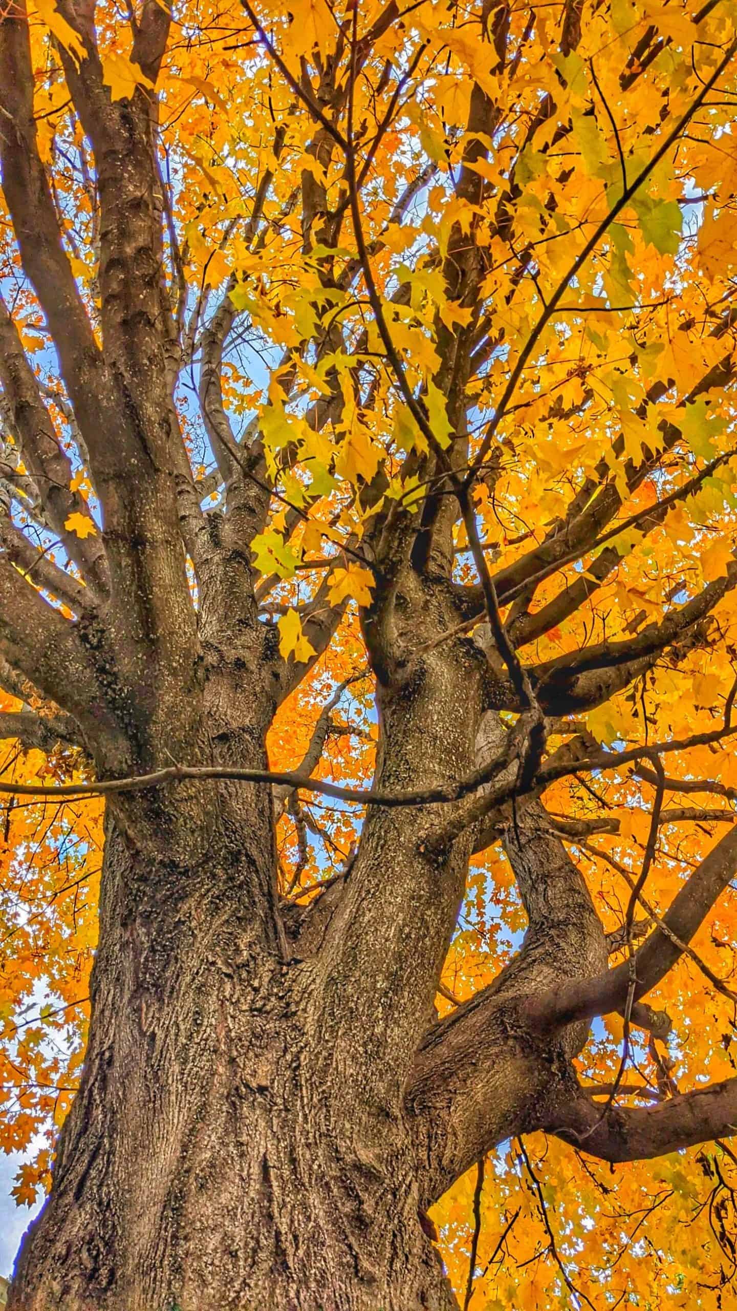 bright yellow tree in the fall in royal oak michigan