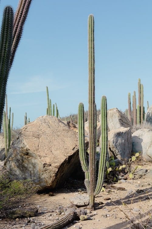 one large green cacti with a few in the background in the desert in aruba