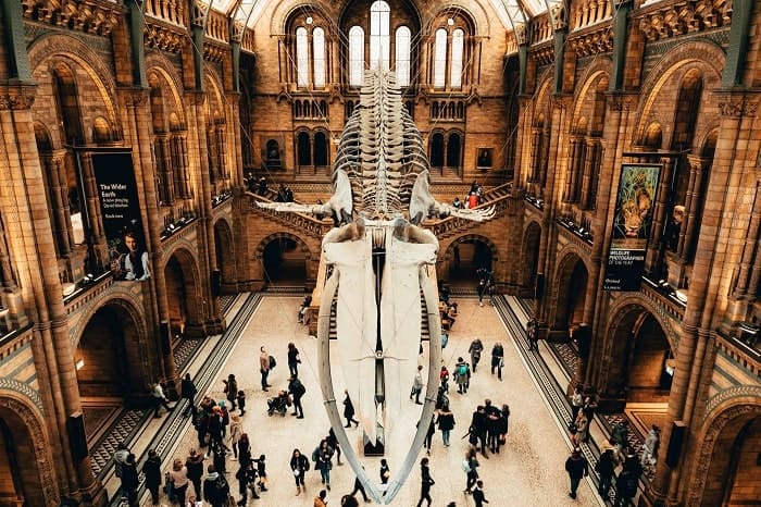 the inside of the museum of natural history with a giant dinosaur skeleton hanging overhead in london