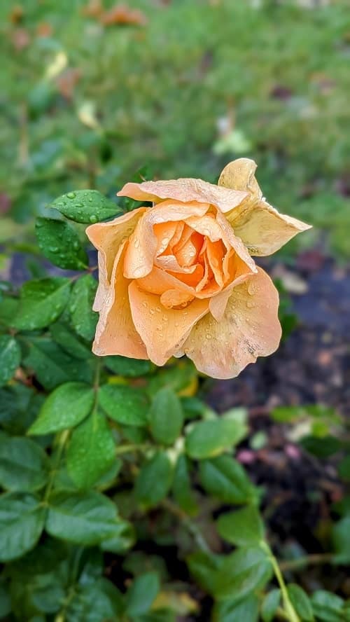one single orange rose at the rose test garden in portland