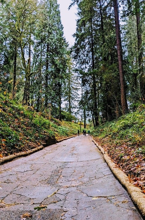 paved path going up hill surrounded by tall green pines inside washington park in portland