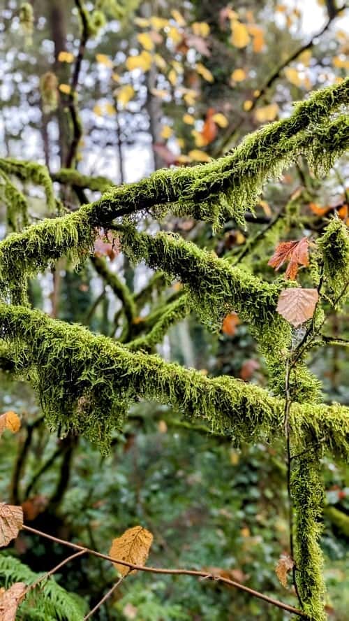 up close of green moss covered branches in washington park in portland
