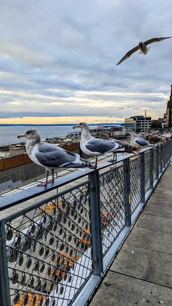 seagulls lined up on a fence across from the seattle harbor
