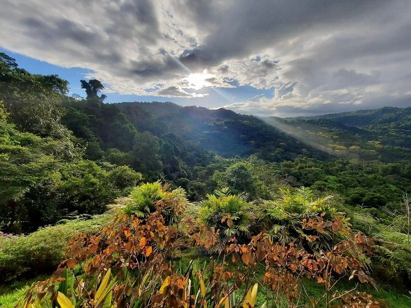 scenic views of the jungle and mountain from the vegan friendly resort farm of life in costa rica