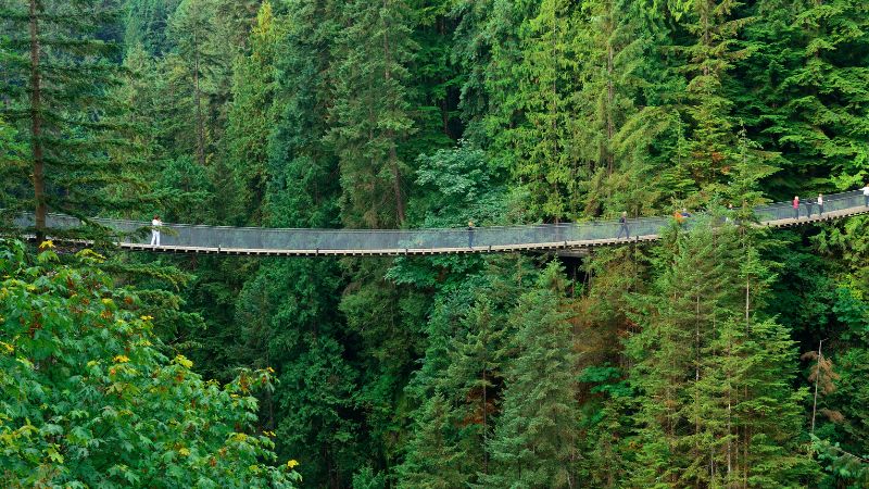 capliano suspension bridge between two lush green pine forests in vancouver