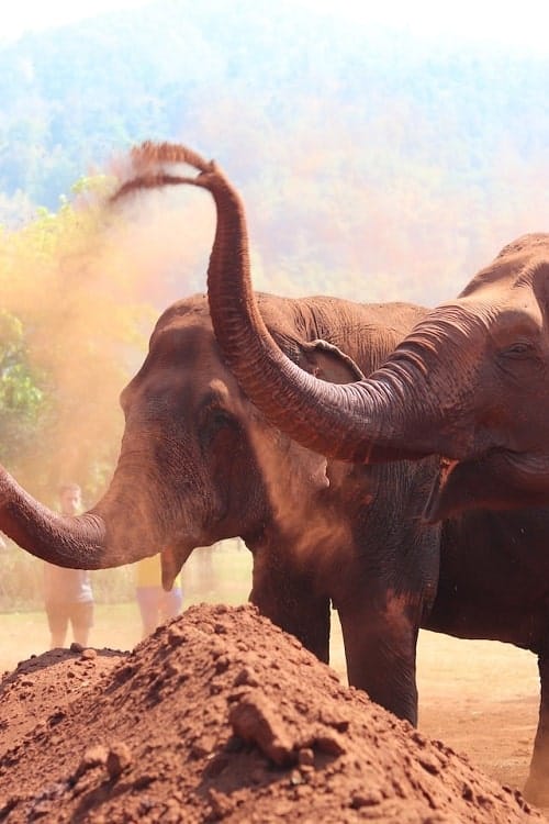 elephants sand bathing at an ethical sanctuary in thailand vegan tour